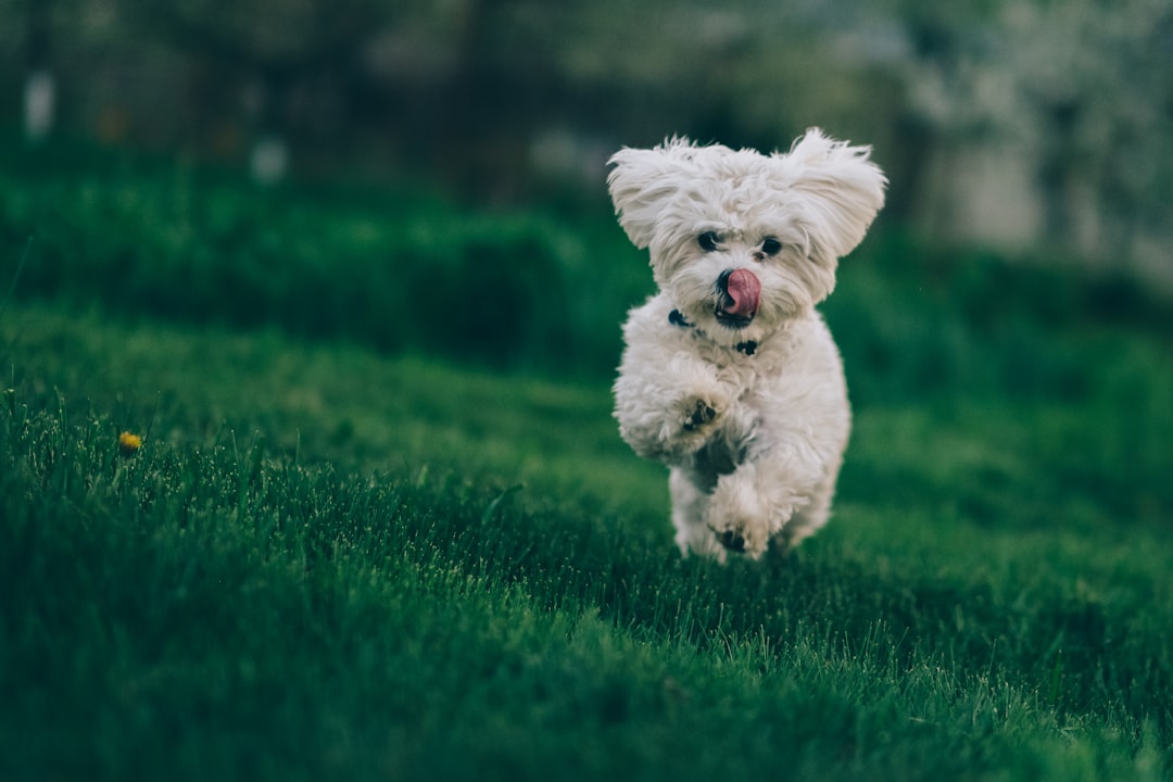 Low Sodium Dog Food: Beneficial Choices for Health-Conscious Owners