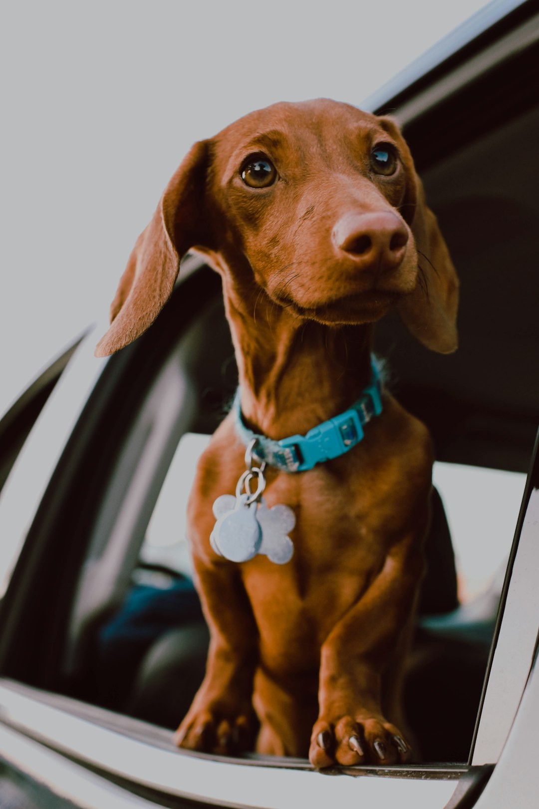 Low Sodium Hot Dogs: The Healthier Choice for Your Dog's Diet