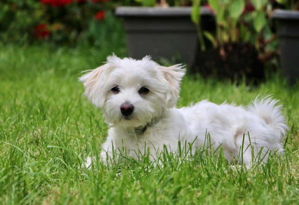 Lucky Dog Kennel: Finding the Perfect Spot for Your Pup Lucky Dog Kennel: Finding the Perfect Spot for Your Pup