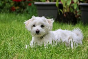 Lucky Dog Kennel: Finding the Perfect Spot for Your Pup