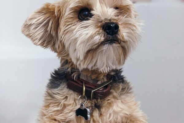 Manuka Honey for Dogs: The Natural Remedy You Should Know About