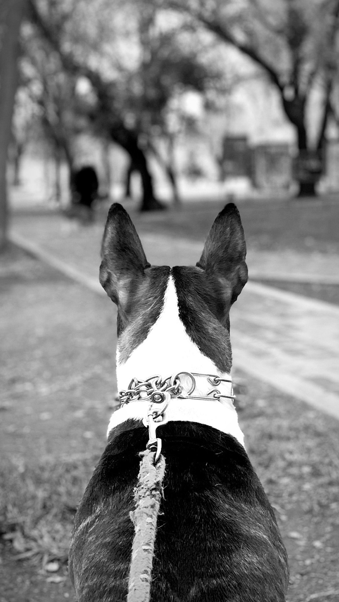Melatonin Dosage for Dogs: A Guide for Pet Parents