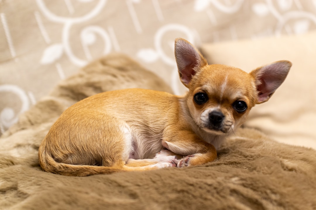 Merrick Dog Food: High-Quality Nutrition for Every Breed