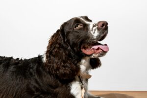 Modern Dog Crate: Stylish and Functional Options for Your Dog's Crate Needs