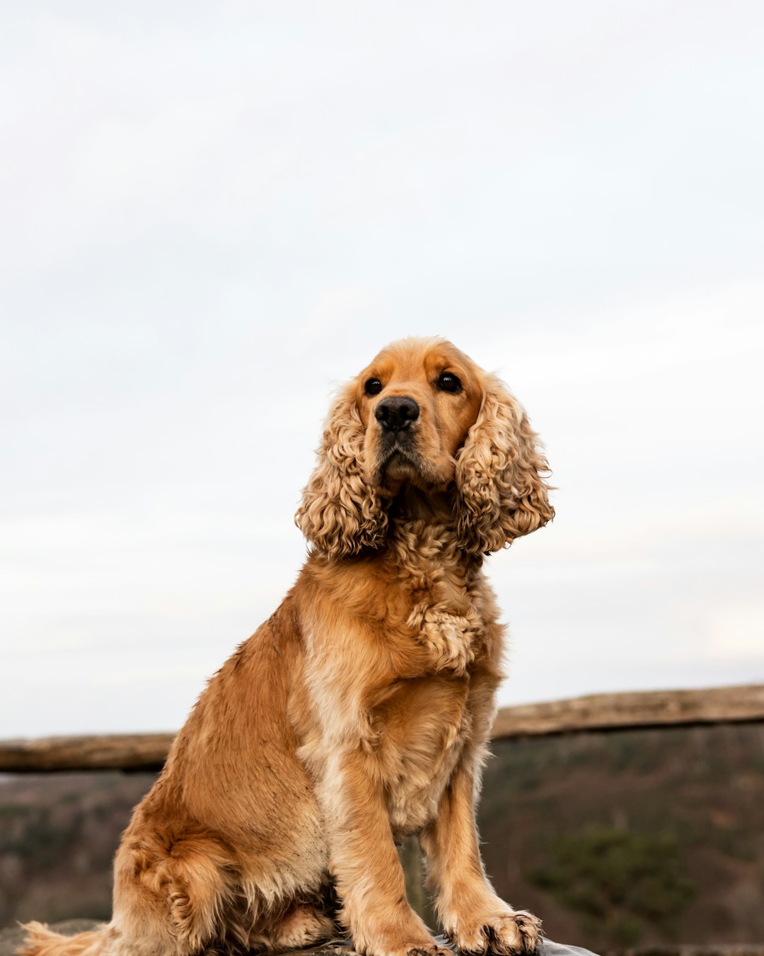 N&D Dog Food: A Nutritional Powerhouse for Active Dogs