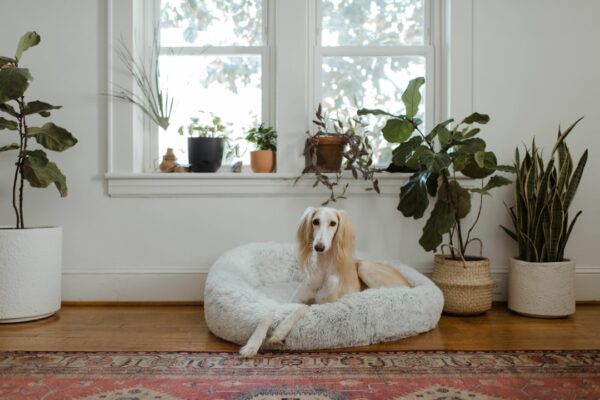 Northwest Naturals Dog Food: A Raw Option Your Dog Will Love