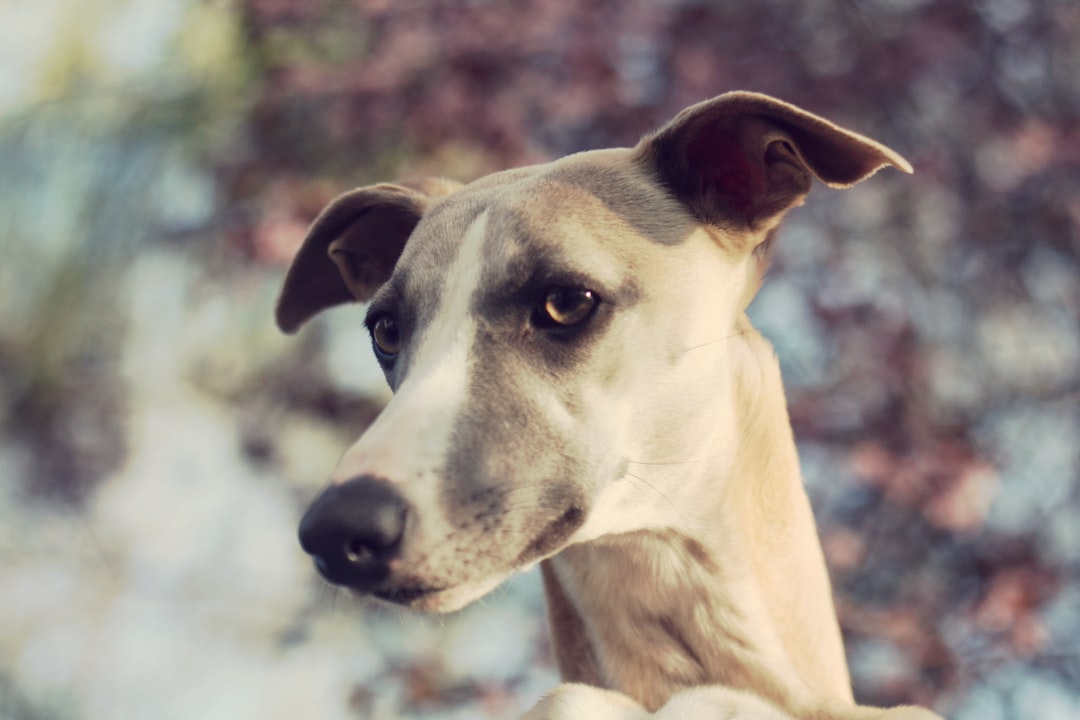 Outdoor Dog Kennel with Roof: Ultimate Shelter for Your Dog