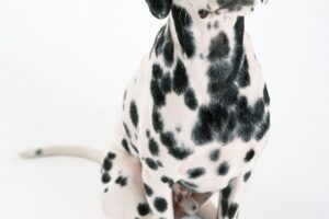 Outside Dog Kennel: Choosing the Best Space for Your Pup