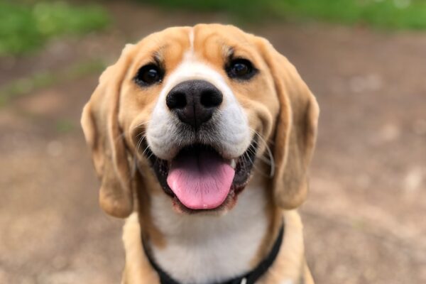 Pigs Ears for Dogs: Why They're a Nutritional Snack Choice