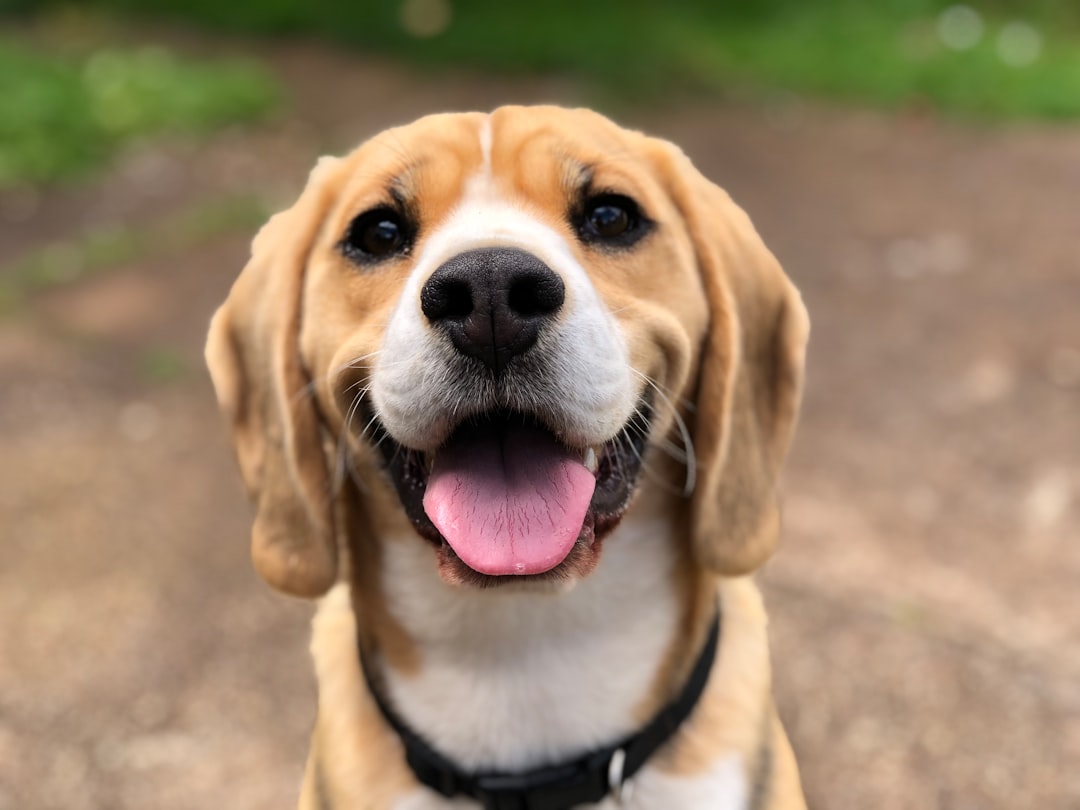 Pigs Ears for Dogs: Why They're a Nutritional Snack Choice