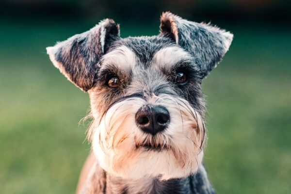 Pride Dog Food: Quality Ingredients for a Healthy, Happy Dog