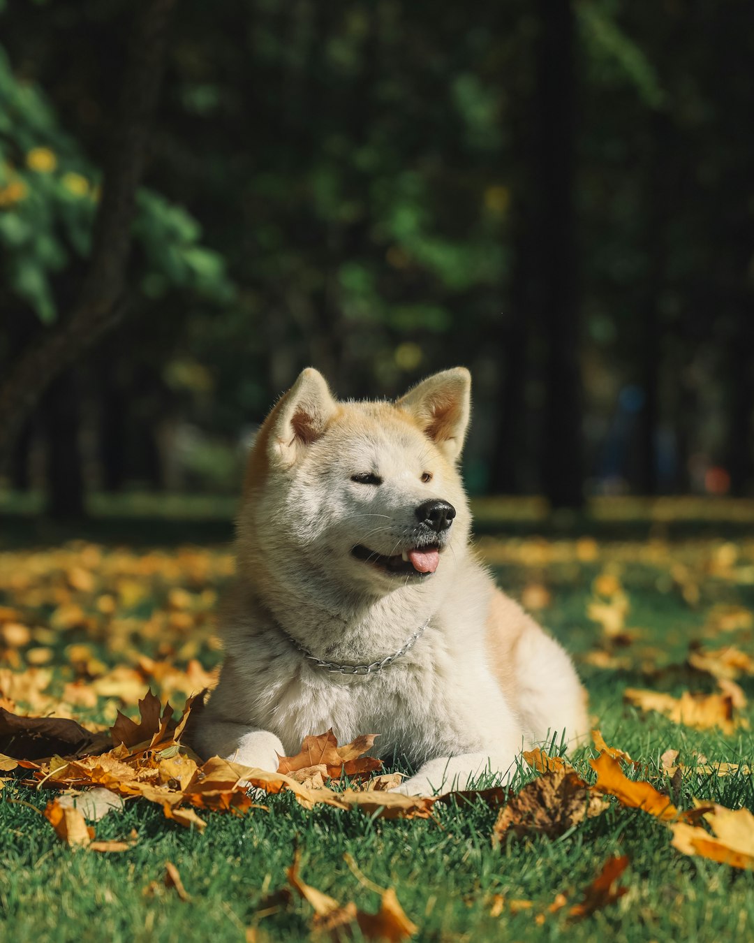 Pro Balance Dog Food: Tailored Nutrition for Your Dog's Needs