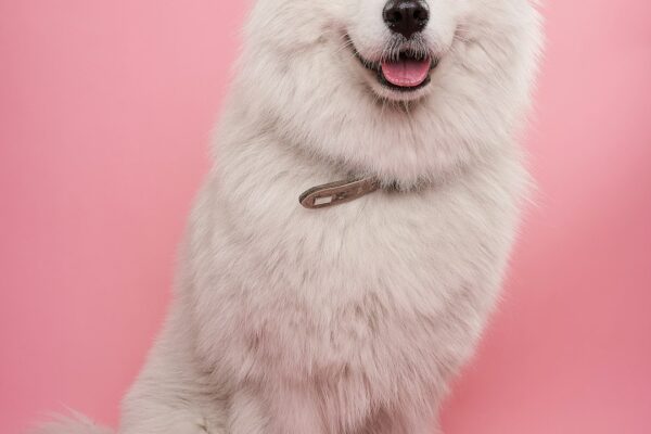 Quercetin for Dogs: A Powerful Antioxidant for Your Pet's Wellness
