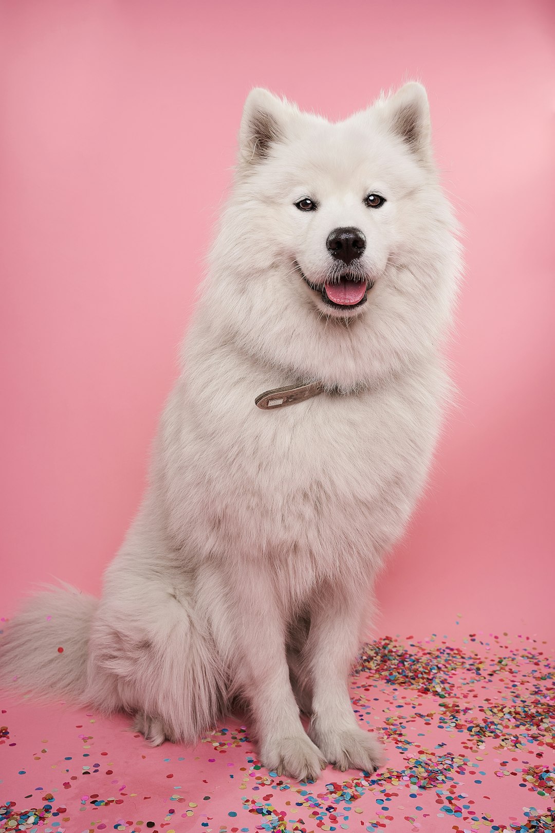 Quercetin for Dogs: A Powerful Antioxidant for Your Pet's Wellness
