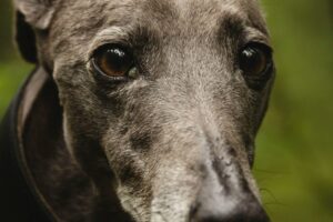 Reactive Dog Training: Expert Tips for Reactive Dog Training Near Me