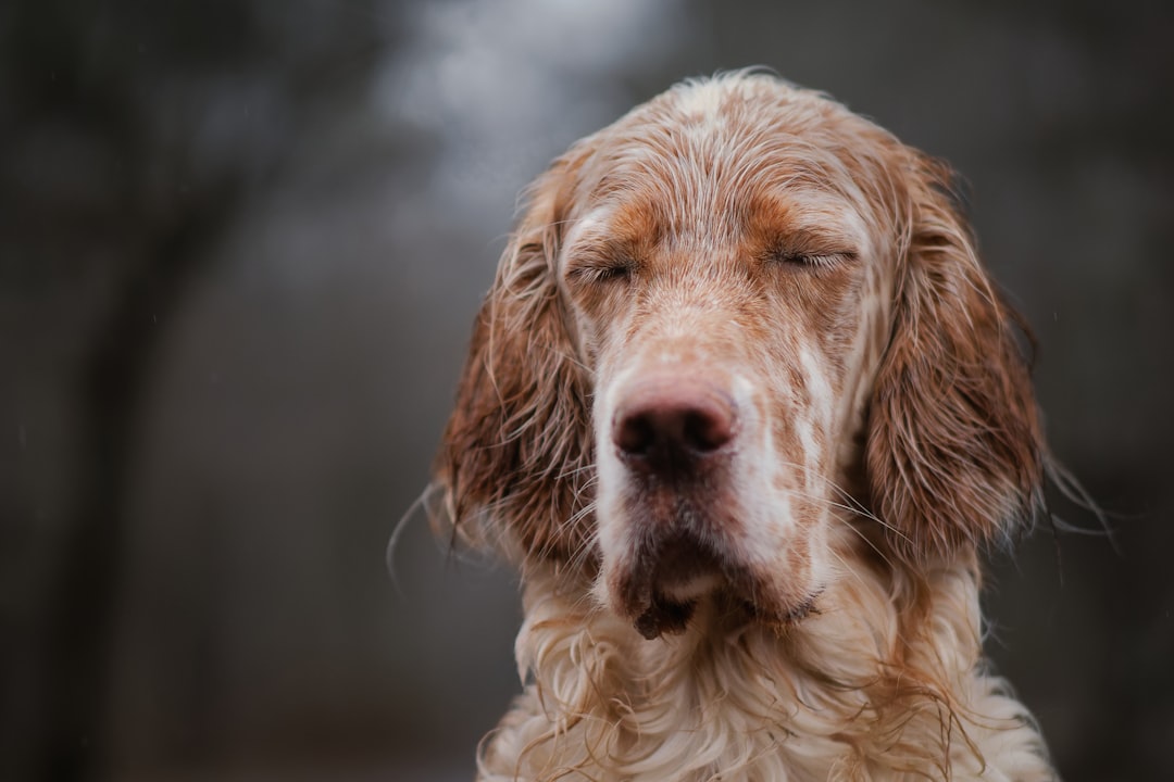 Salmon Dog Treats: A Tasty, Nutritious Snack for Pups