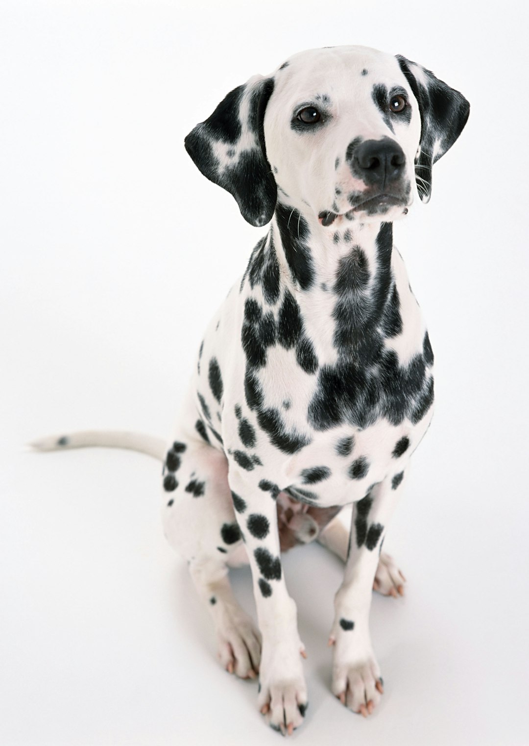 Salmon Skin for Dogs: Crunchy Treats Packed with Nutrition