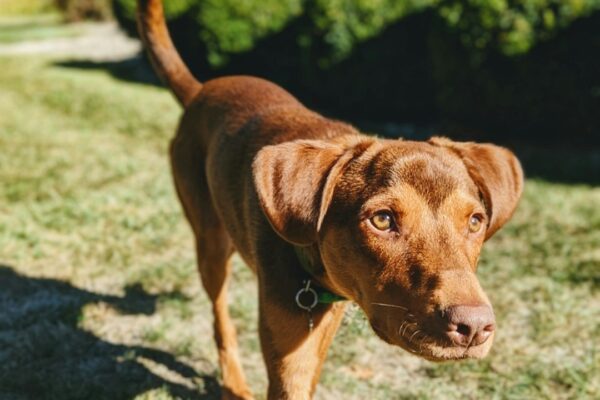 Showtime Dog Food: Why This Brand Stands Out Among Pet Owners