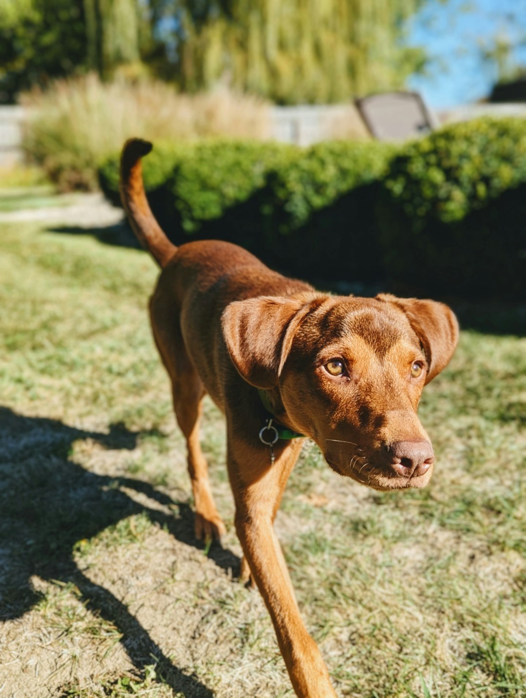 Showtime Dog Food: Why This Brand Stands Out Among Pet Owners