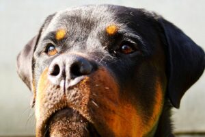 Slip Leash for Dogs: Benefits of Using a Slip Leash for Training and Walks