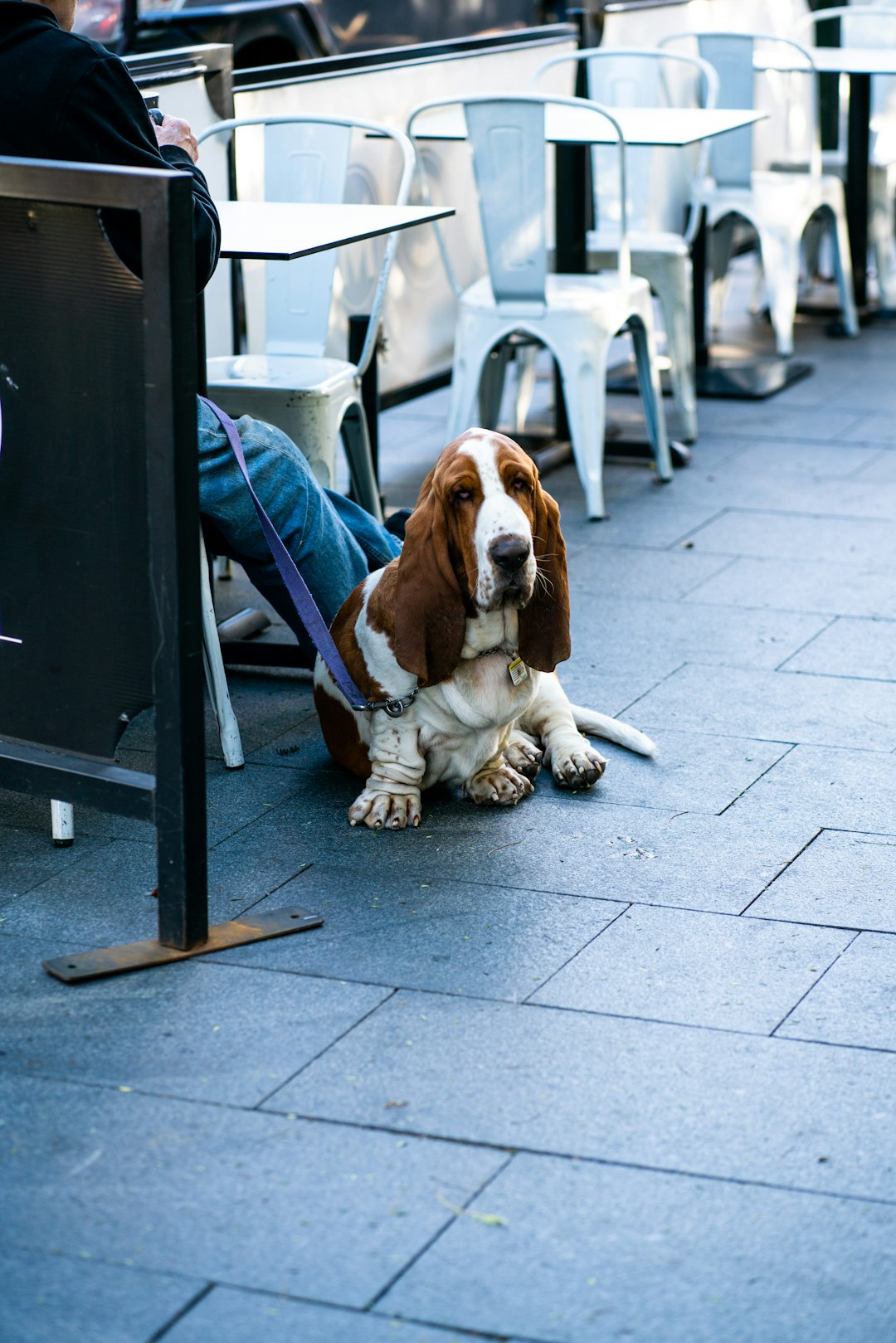 The Dog Who Follows the Moon: A Heartwarming Tale of Adventure