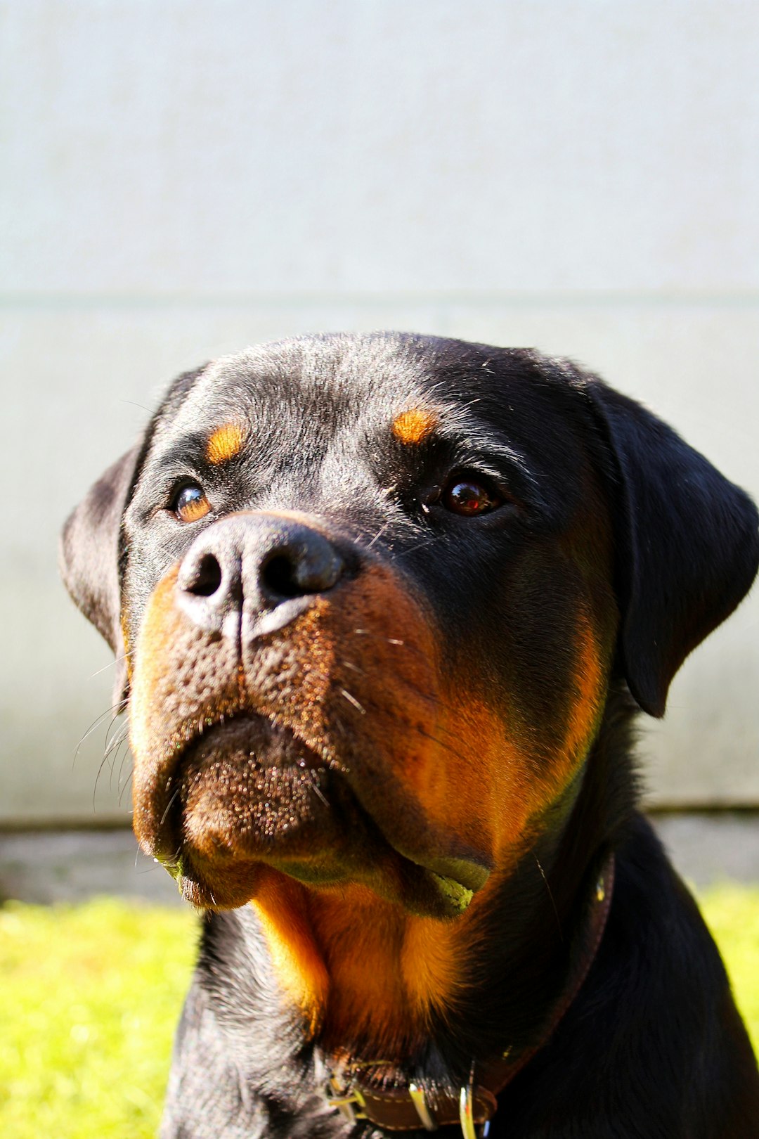 Turkey Hot Dogs: A Healthy Alternative for Your Canine Companion