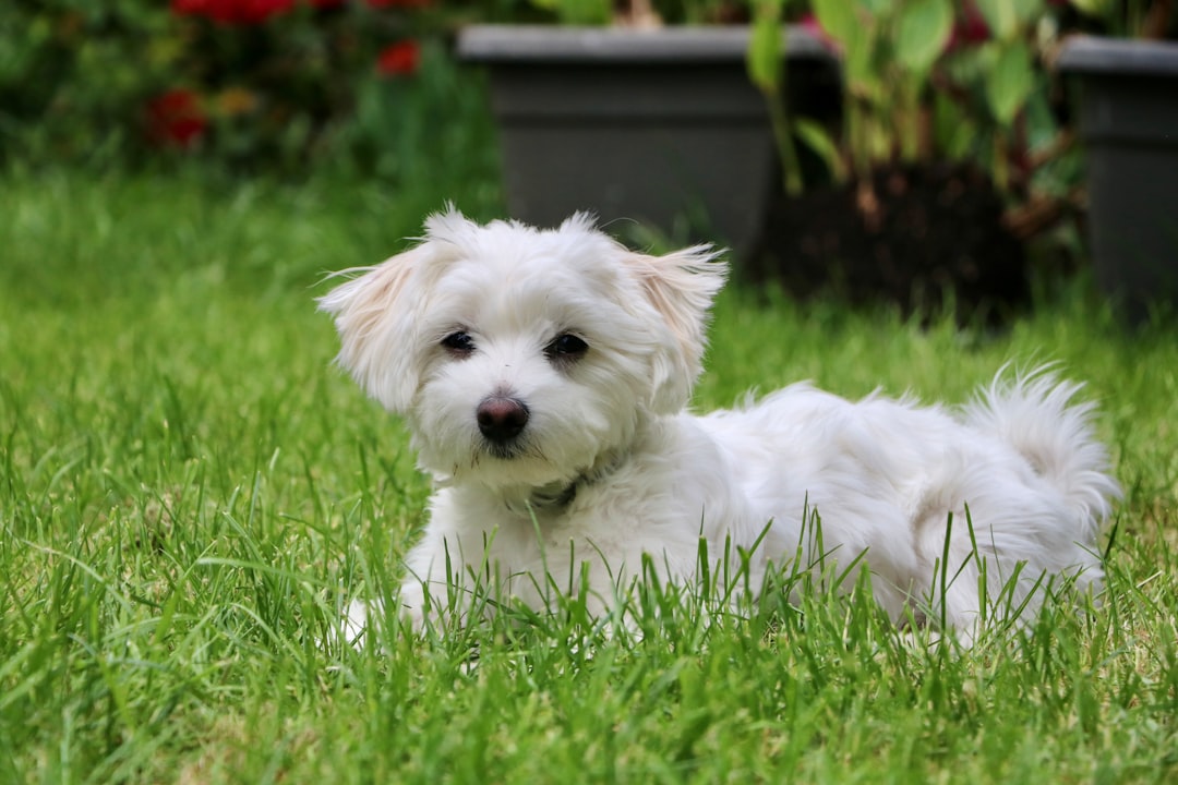 Venison Dog Food: An Excellent Option for Sensitive Stomachs
