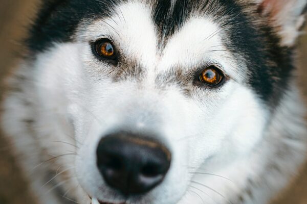 Vlasic CBD Dog Chews: Exploring Their Benefits for Anxious Pets