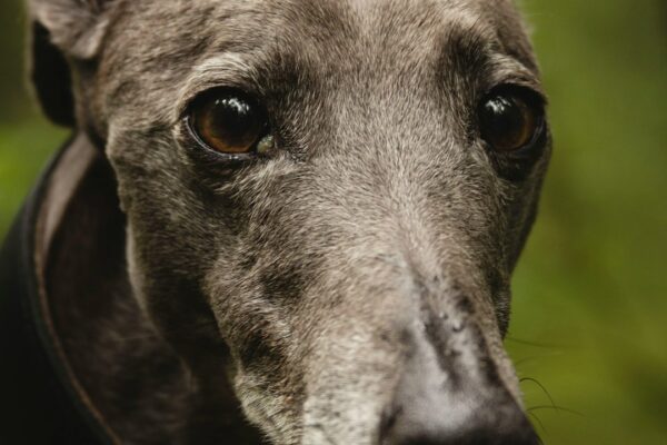 What Causes Sudden Hind Leg Weakness in Dogs? Key Signs and Solutions