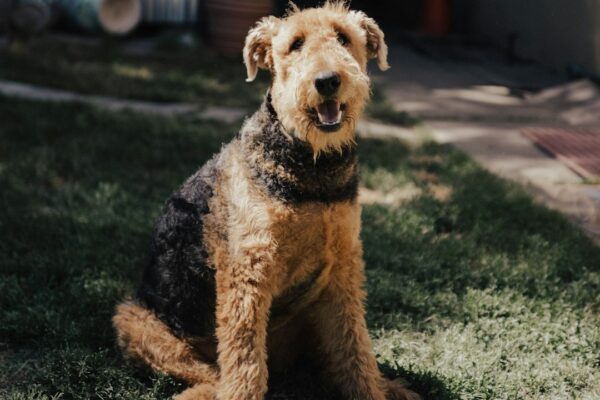 Whole Earth Farms Dog Food: Natural Ingredients for Happy Dogs