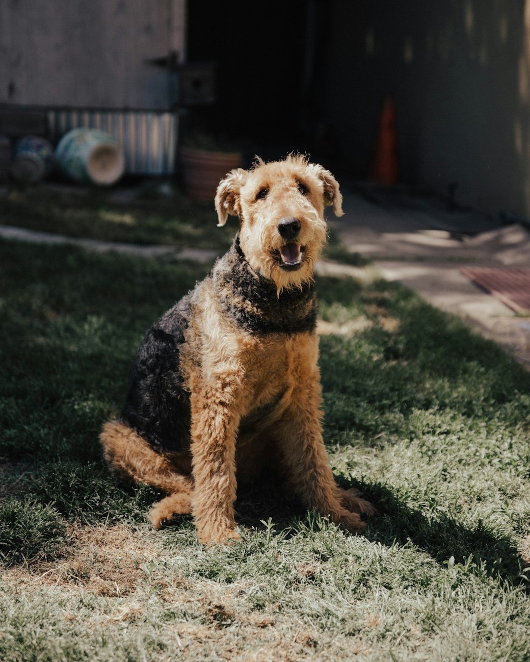 Whole Earth Farms Dog Food: Natural Ingredients for Happy Dogs